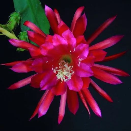 Epiphyllum Seeds, Queen of the Night Seeds