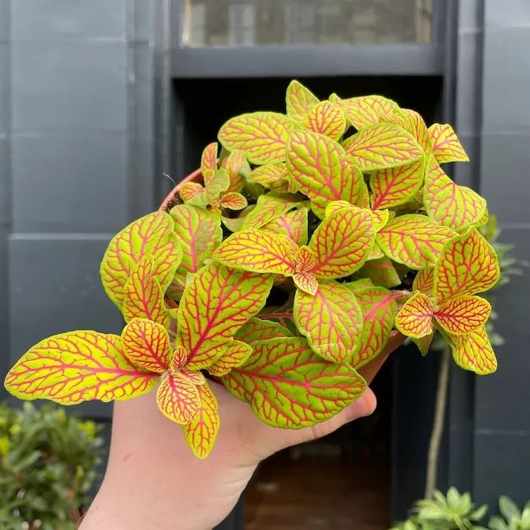 Fittonia Seeds, Nerve Plant Seeds, Mosaic Seeds