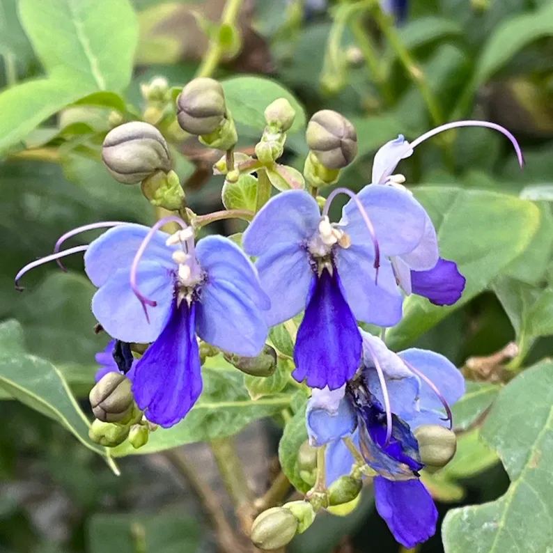 💙🦋Blue Butterfly Flower Seeds 