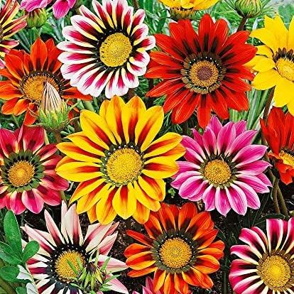  Treasure Flower Mix Seeds