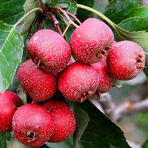 🌳Hawthorn Tree Organic Seeds