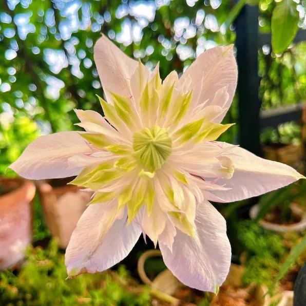 Shamshe Clematis Seeds