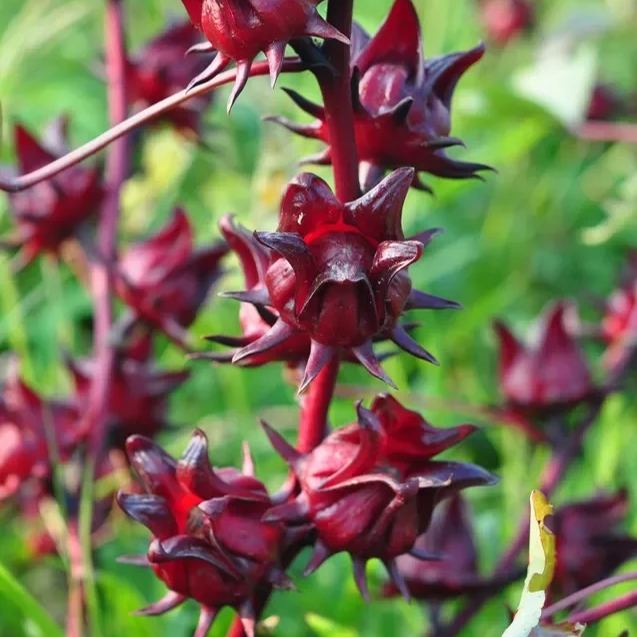 Roselle Hibiscus Seeds, Hibiscus Sabdariffa Seeds