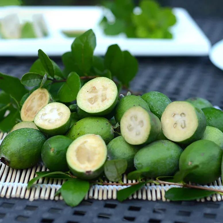 Feijoa Tree Seeds