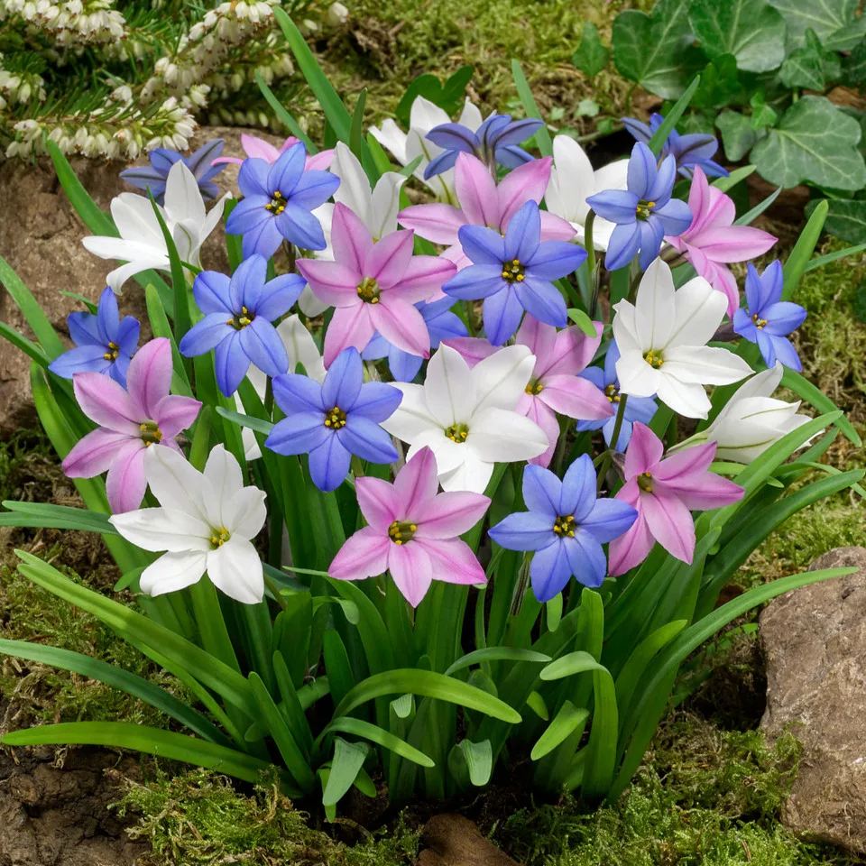 Ipheion uniflorum - Spring Starflower Seeds