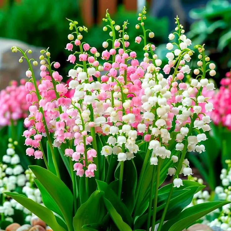 🌸 Lily of the Valley Seeds – A Symbol of Purity & Grace! 🌿