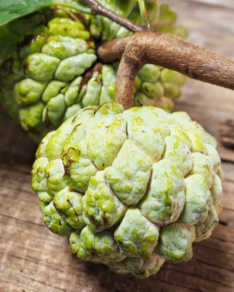 Sugar Apple Seeds