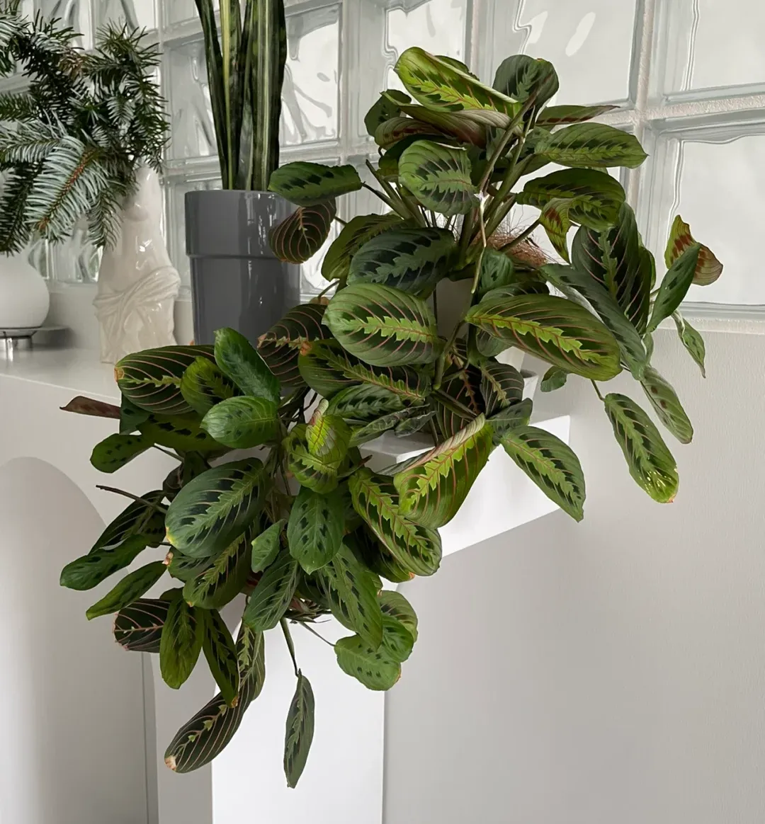 Bartolomeo Maranta Seeds，Prayer Plant Seeds