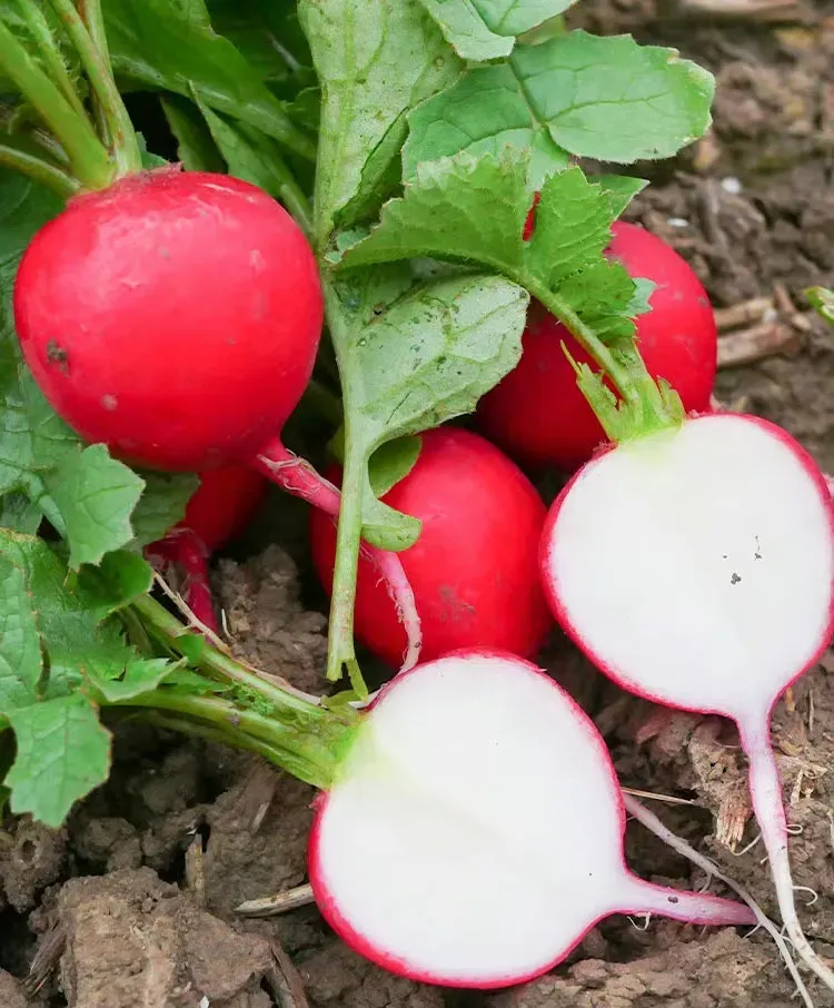 Organic Cherry Radish20 Day Miracle Grow🍒