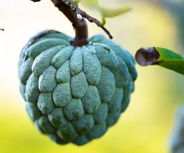 Sugar Apple Seeds