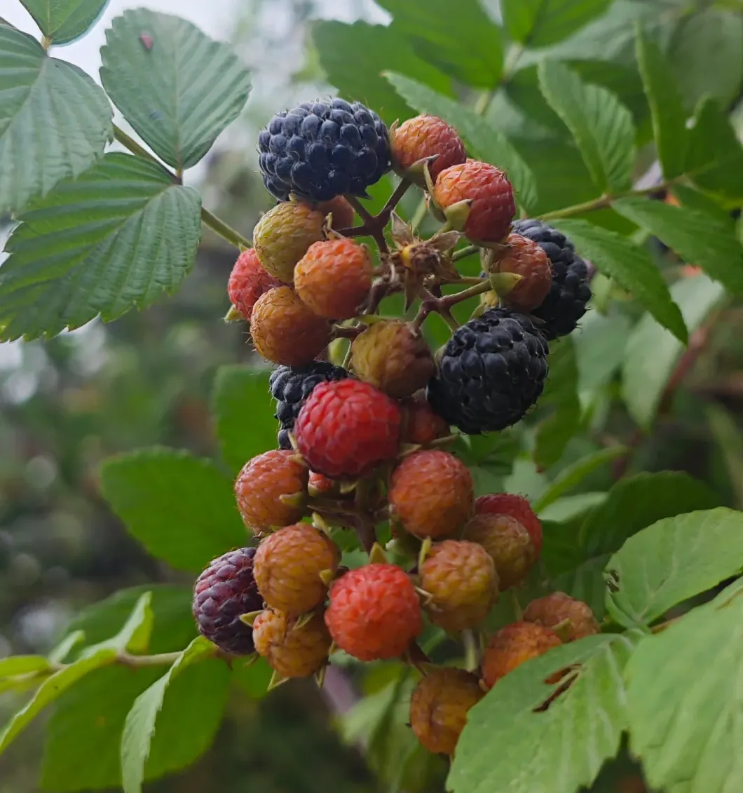 Raspberry Seeds