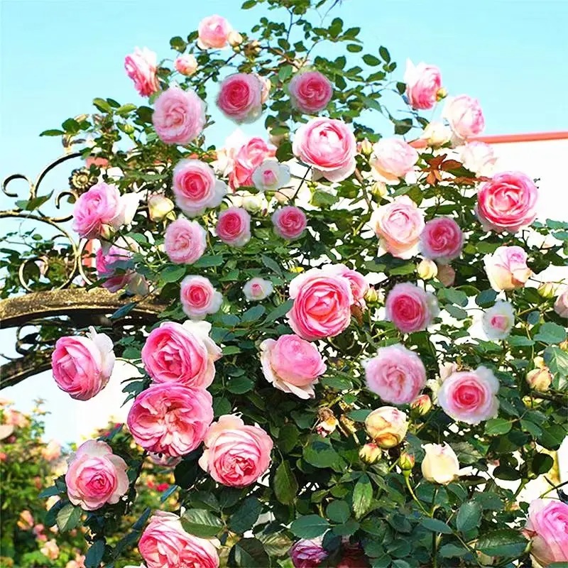 Multicolor Climbing Rose