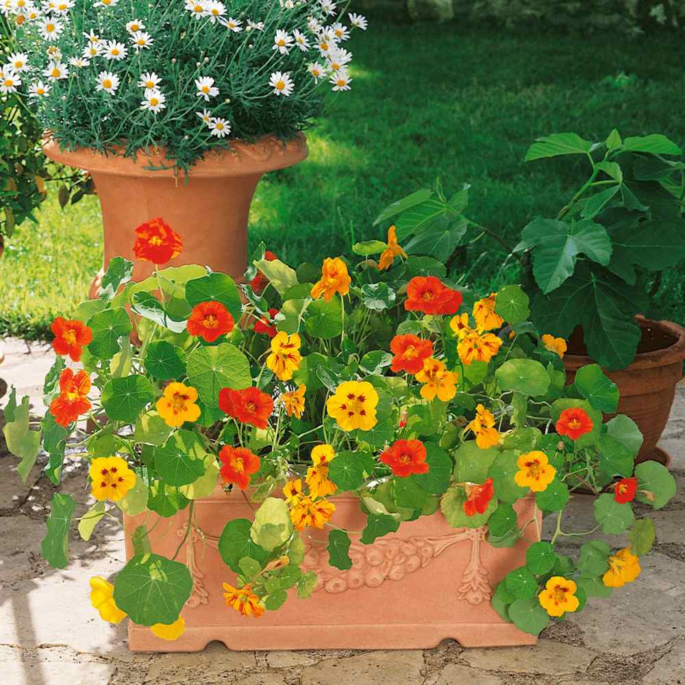 Nasturtium Seeds- Mixed Colors