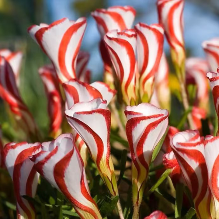 CANDY CANE OXALIS VERSICOLOR PLANT SEEDS