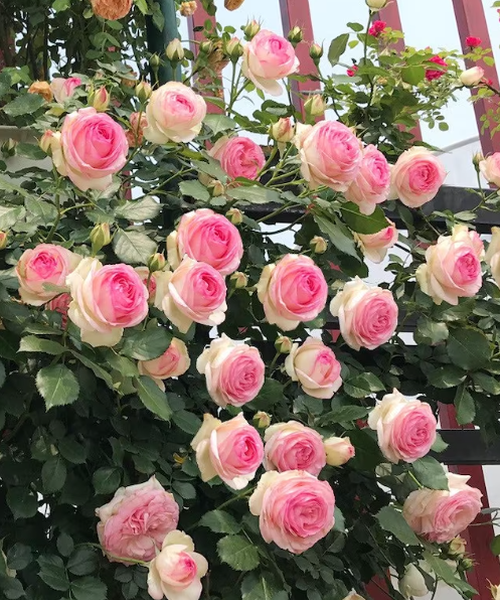 Multicolor Climbing Rose