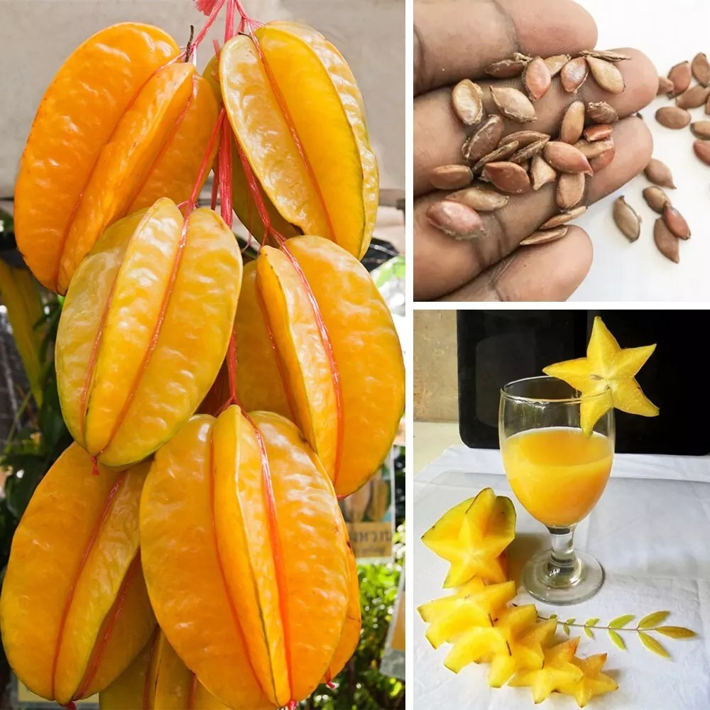 Four Season Sweet Yellow Averroes Carambola Seeds, Star Fruit Seeds