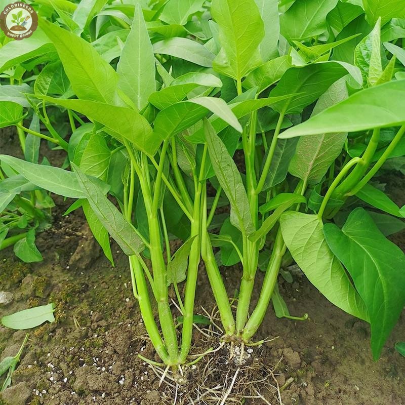 Triple-Stem Water Spinach, Kangkong, Ong Choy Seeds