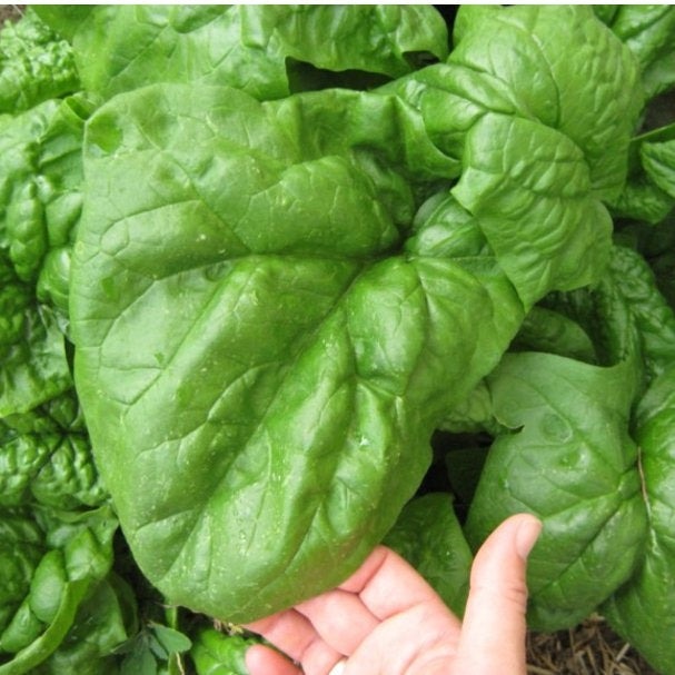 Organic Big Leaf Spinach