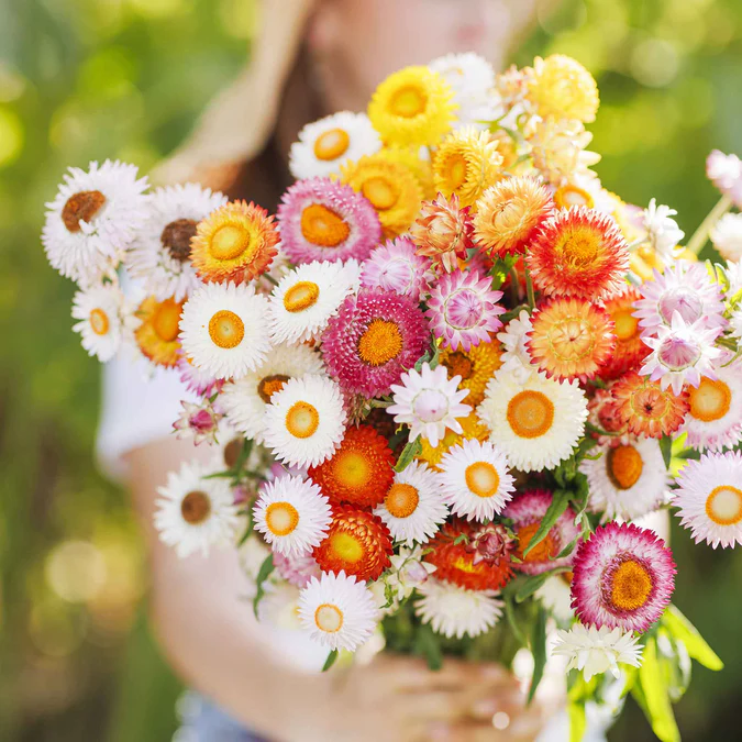 🌼 Strawflower Seeds – Everlasting Beauty for Your Garden! ✨