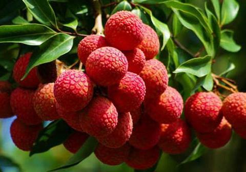 海南这种荔枝没有核，到底是怎么种出来的？听听当地农民怎么说