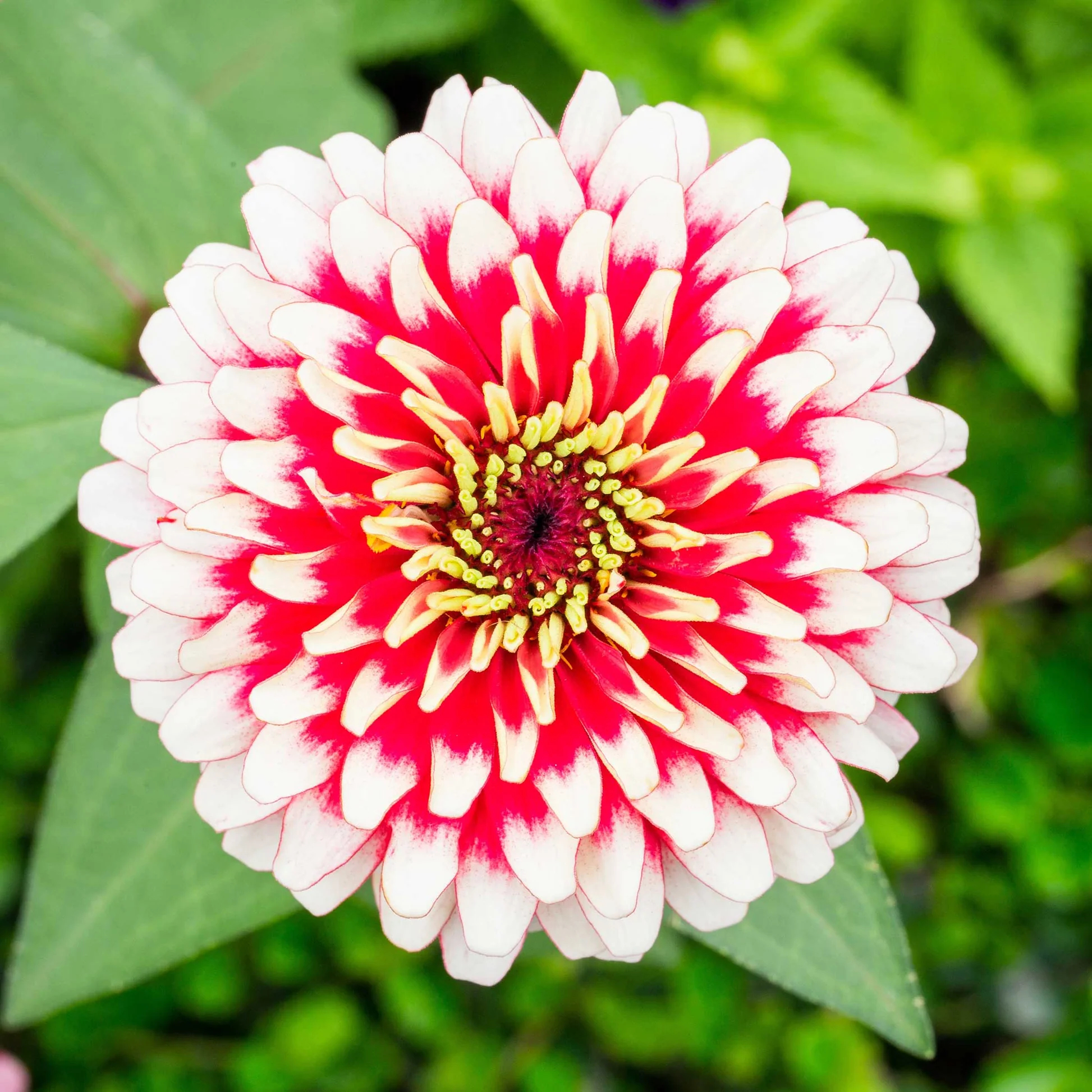 Zinnia Swizzle Mix Color Seeds