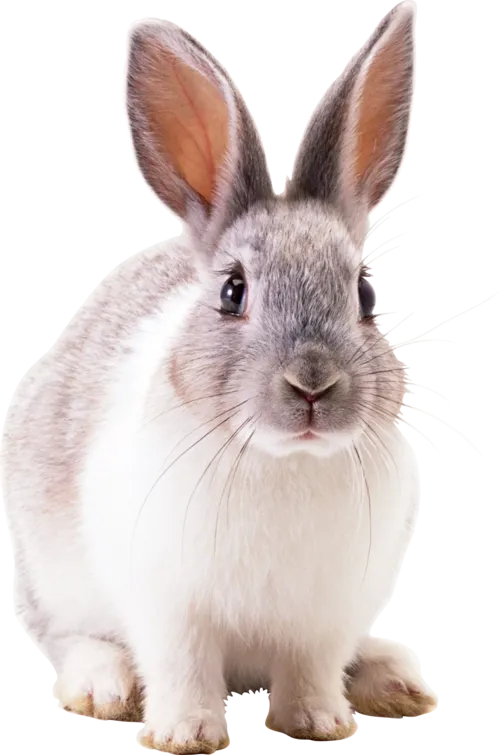 Lots of videos, Lots of images