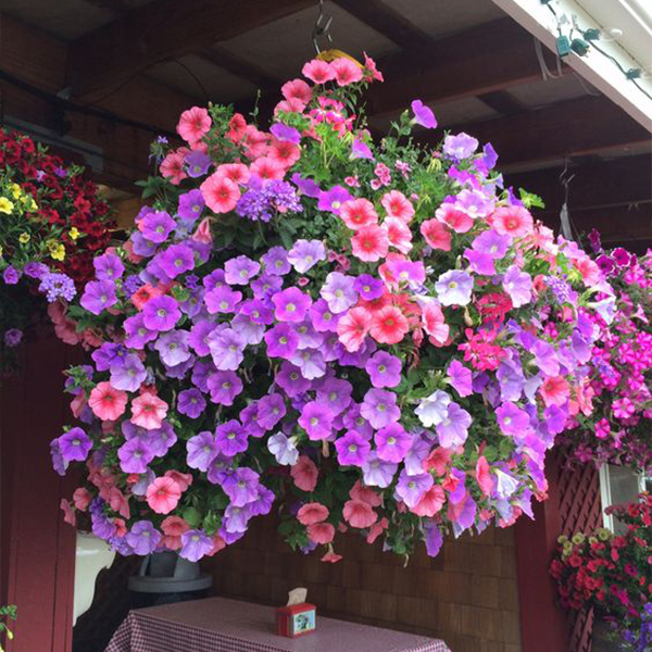 🌺UV Simulation Artificial Flower🌺