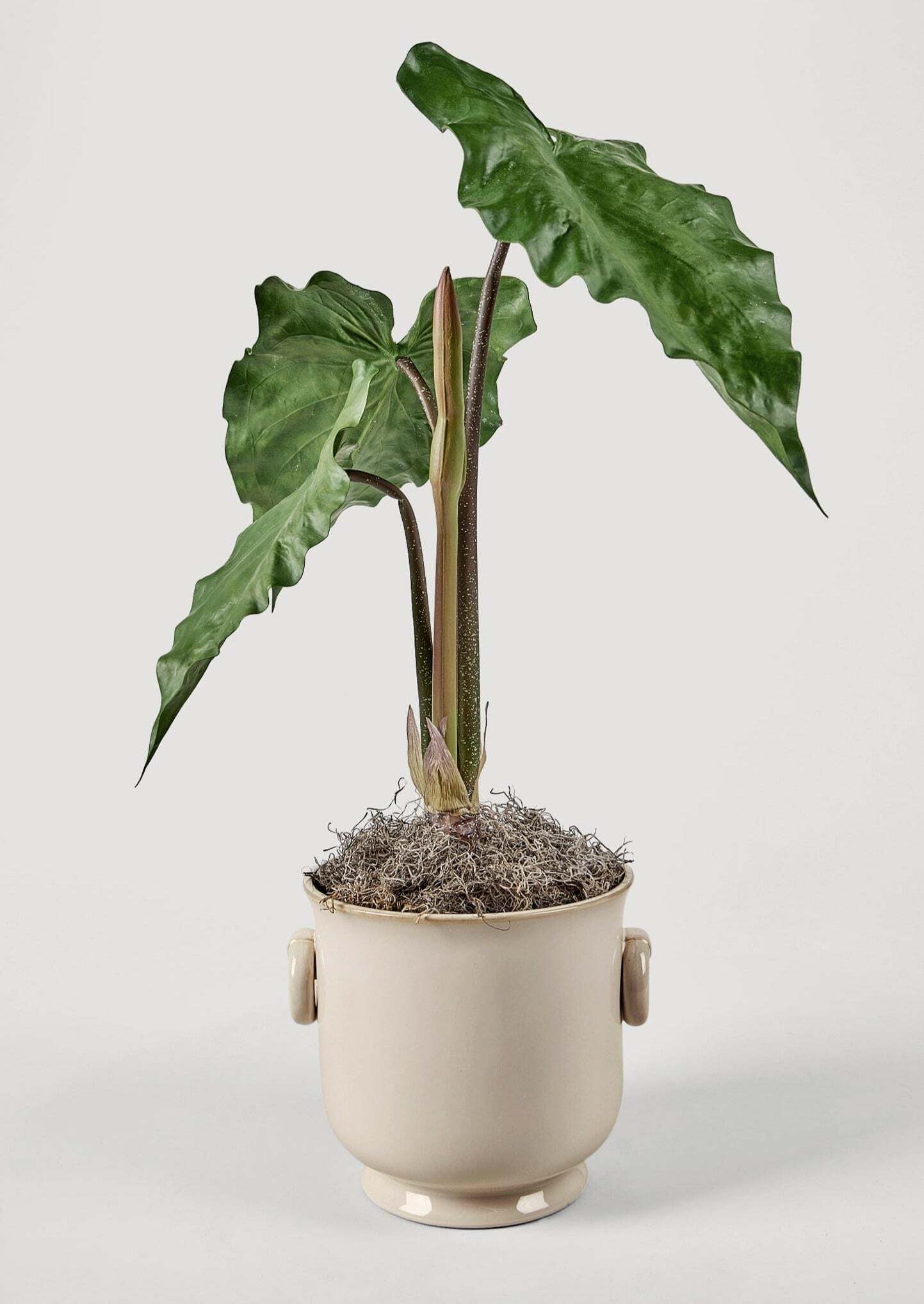 Faux Tropical Alocasia Potted Plant - 27
