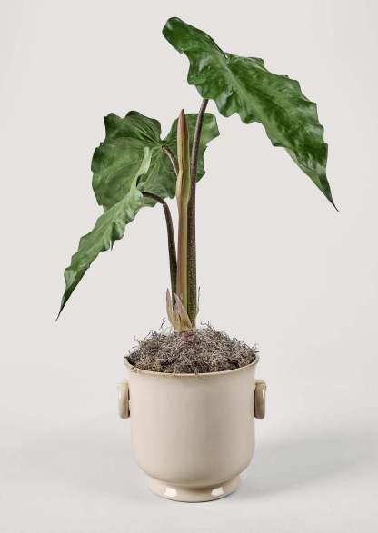 Faux Tropical Alocasia Potted Plant - 27