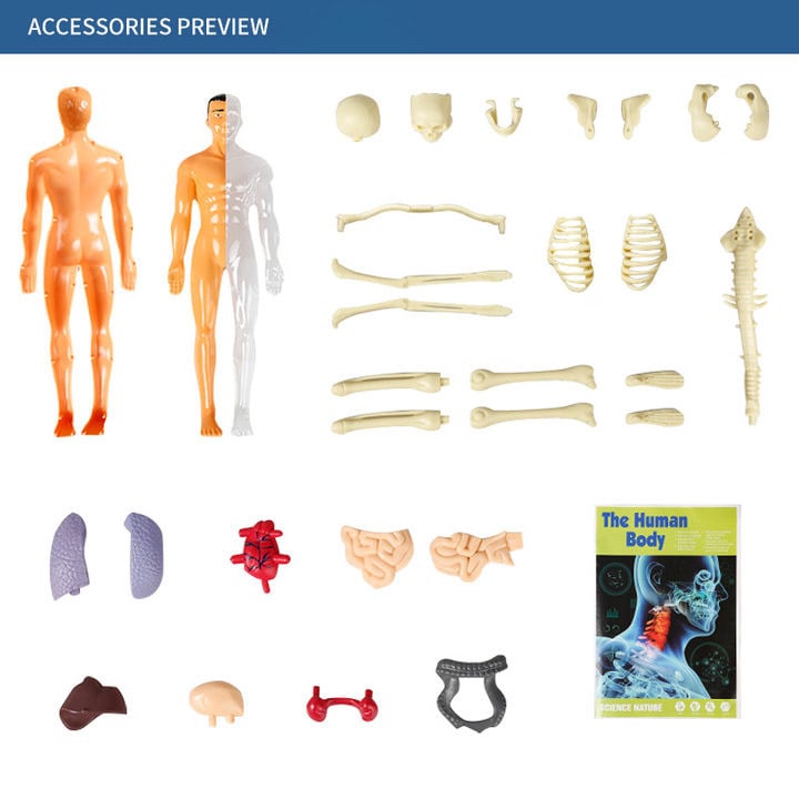3D Human Body Torso Model for Kid Anatomy Model Skeleton