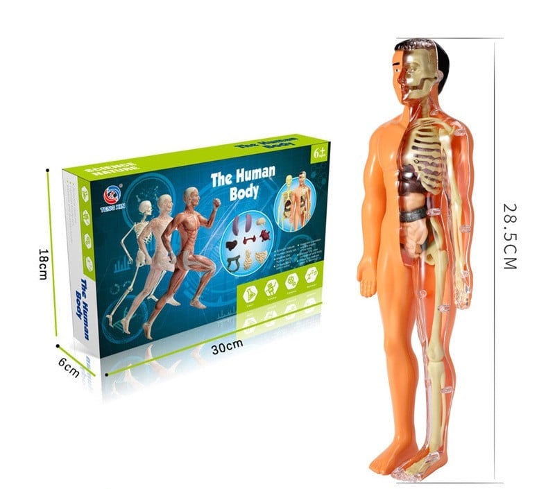 3D Human Body Torso Model for Kid Anatomy Model Skeleton