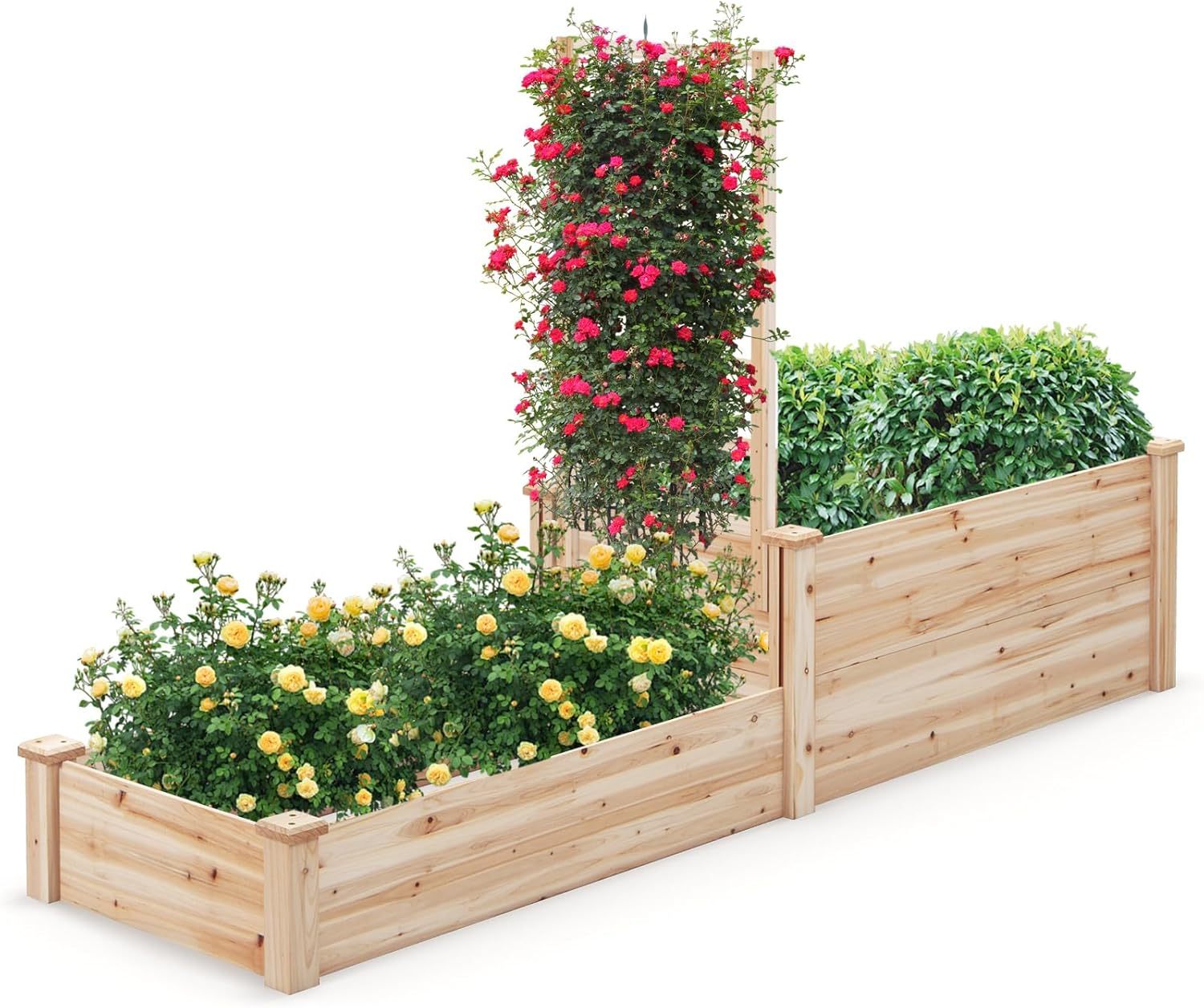 Raised Garden Bed with Trellis, Wood Garden Box w/Open Base Design & 2 Compartments, Outdoor Wooden Planter Box Kit for Vine Climbing, Fruits, Vegetables, Flowers, Herbs