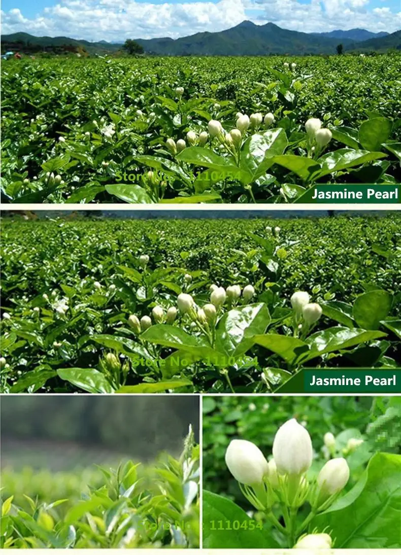  spring Organic Jasmine tea 250g Freshest Organic Food Green Tea flower teas Health Care Weight Loss Free Shipping 