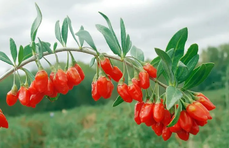  C-TS065 hot sale top grade 250g dried Goji Berries for sex, Goji berry(Wolfberry) herbal Tea green food for health 