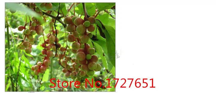C-TS048 Promotion! Highly Recommended Super Chinese Schisandra Berries Chinese Top-Grade Herbal Tea green food for health C-TS048 Promotion! Highly Recommended Super Chinese Schisandra Berries Chinese Top-Grade Herbal Tea green food for health