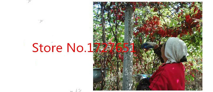 C-TS048 Promotion! Highly Recommended Super Chinese Schisandra Berries Chinese Top-Grade Herbal Tea green food for health C-TS048 Promotion! Highly Recommended Super Chinese Schisandra Berries Chinese Top-Grade Herbal Tea green food for health