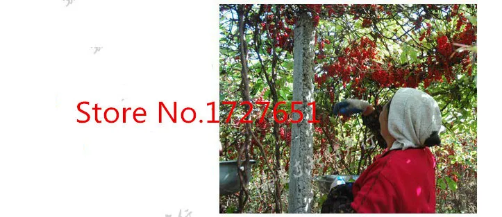  C-TS048 Promotion! Highly Recommended Super Chinese Schisandra Berries Chinese Top-Grade Herbal Tea green food for health 