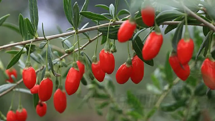  C-TS065 hot sale top grade 250g dried Goji Berries for sex, Goji berry(Wolfberry) herbal Tea green food for health 