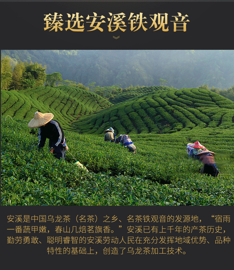 兮茗铁观音_07.png