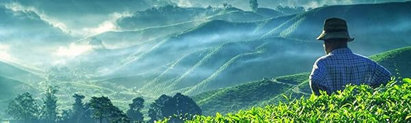 valley of tea loose leaf tea oolong black white green pu-erh herbal teas