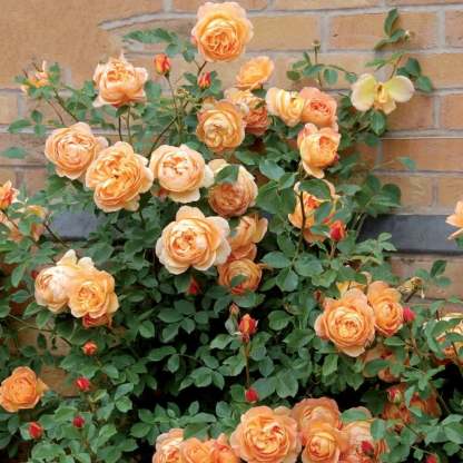 🌸【7 days germination】💐Beautiful Climbing Rose Seeds