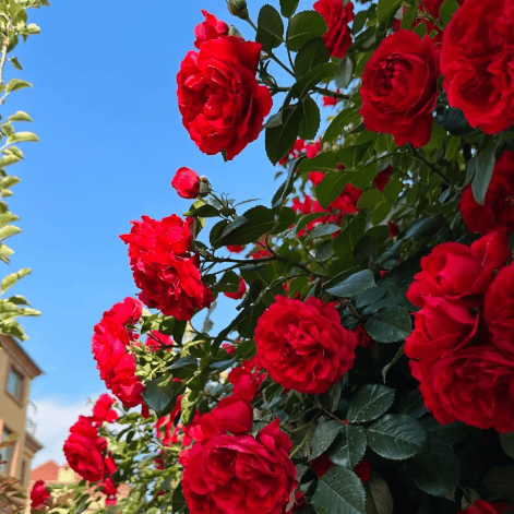 🌸【7 days germination】💐Beautiful Climbing Rose Seeds