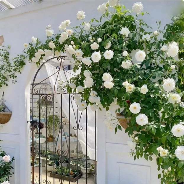 🌸【7 days germination】💐Beautiful Climbing Rose Seeds