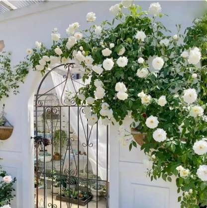 🌸【7 days germination】💐Beautiful Climbing Rose Seeds