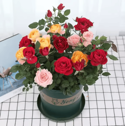 🌸【7 days germination】💐Beautiful Climbing Rose Seeds