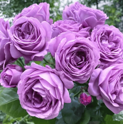 🌸【7 days germination】💐Beautiful Climbing Rose Seeds
