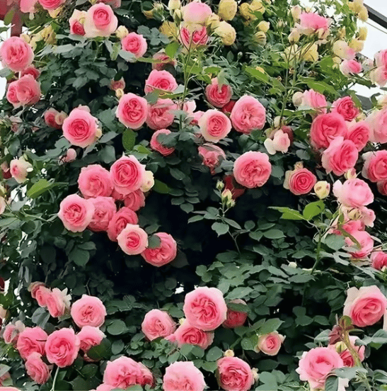 🌸【7 days germination】💐Beautiful Climbing Rose Seeds