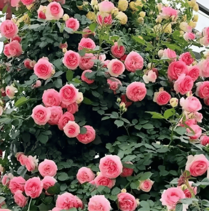 🌸【7 days germination】💐Beautiful Climbing Rose Seeds