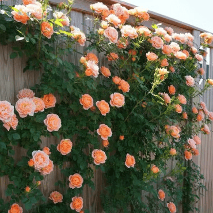 🌸【7 days germination】💐Beautiful Climbing Rose Seeds