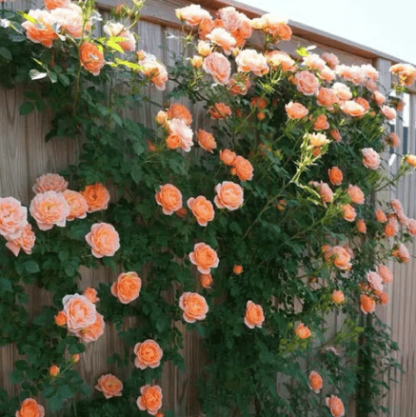 🌸【7 days germination】💐Beautiful Climbing Rose Seeds